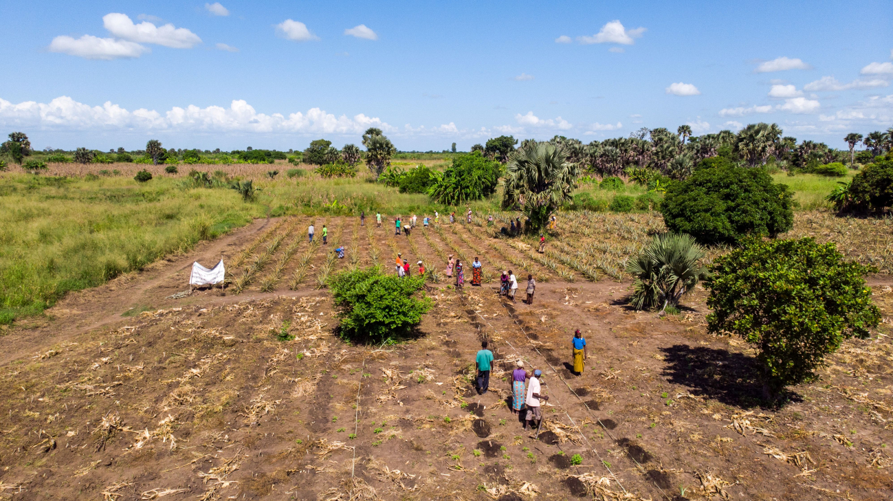 Eine Gruppe von Menschen bei landwirtschaftlichen Tätigkeiten auf einem Feld.