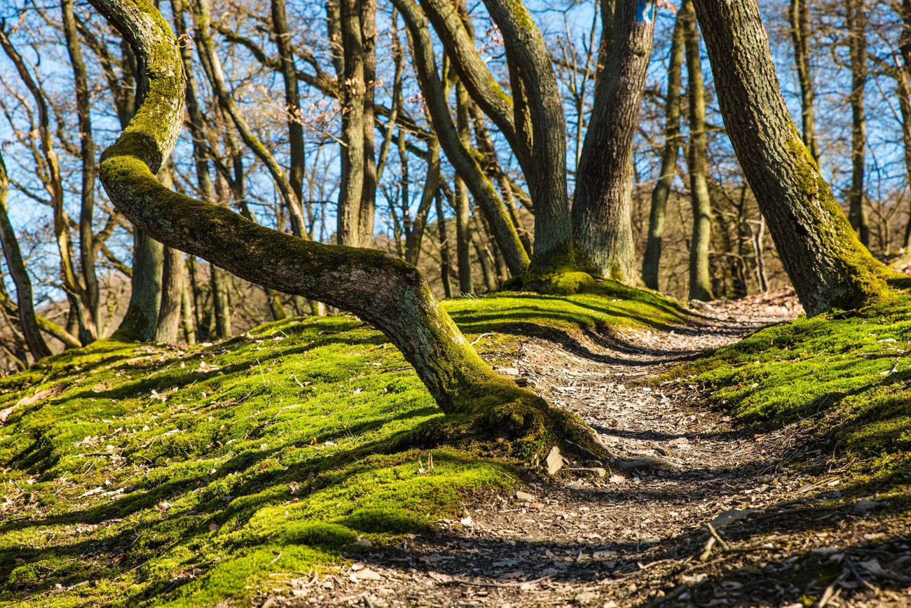Weg durch einen hellen Wald
