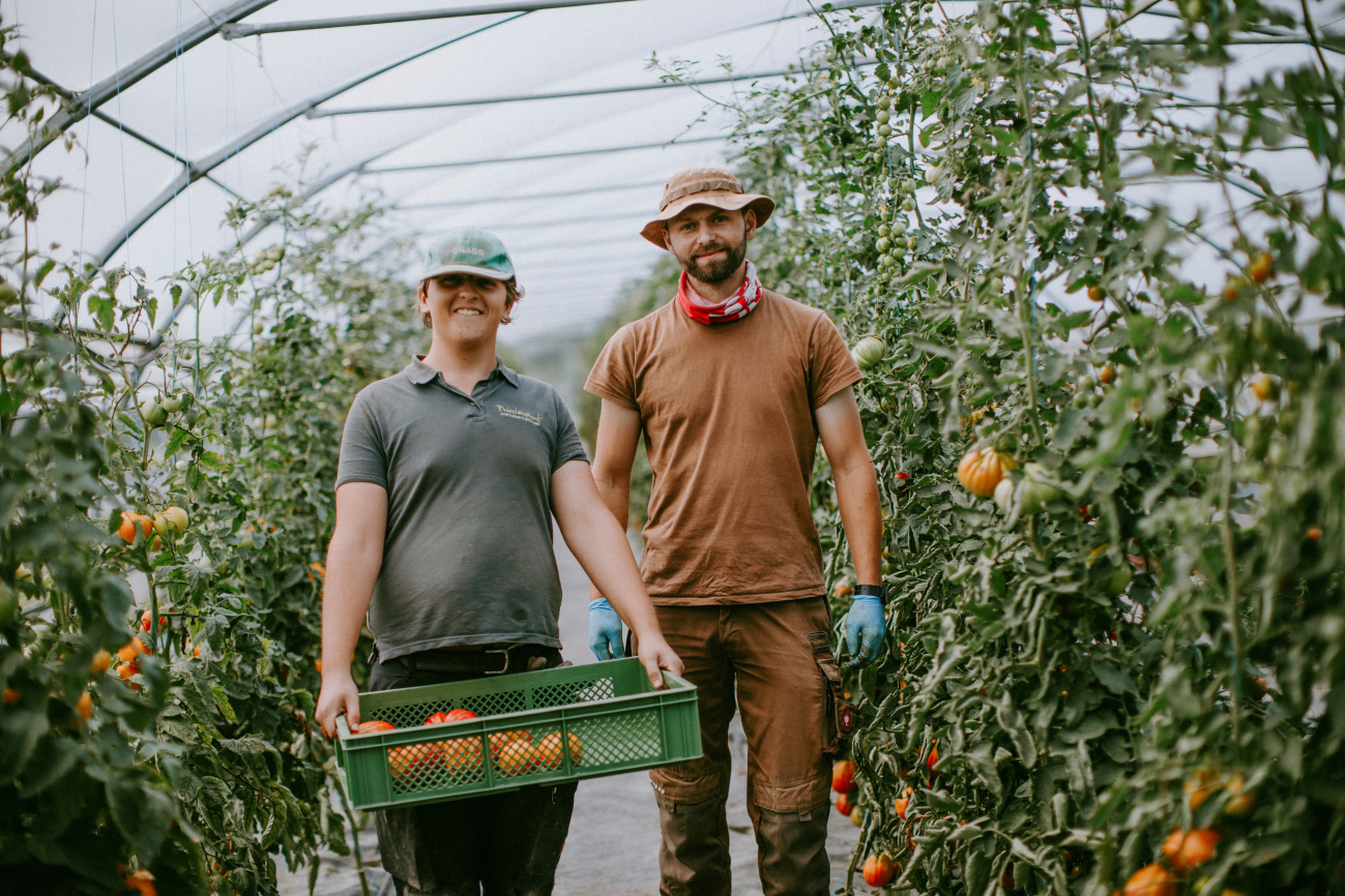 Eine begleitete Mitarbeiterin und ein Mitarbeiter der Gärtnerei Friedenshort pflücken Tomaten.