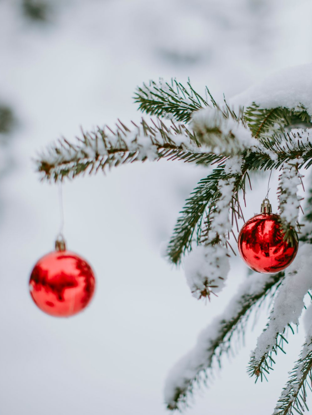 Beschneiter Nadelbaum mit roter Christbaumkugel