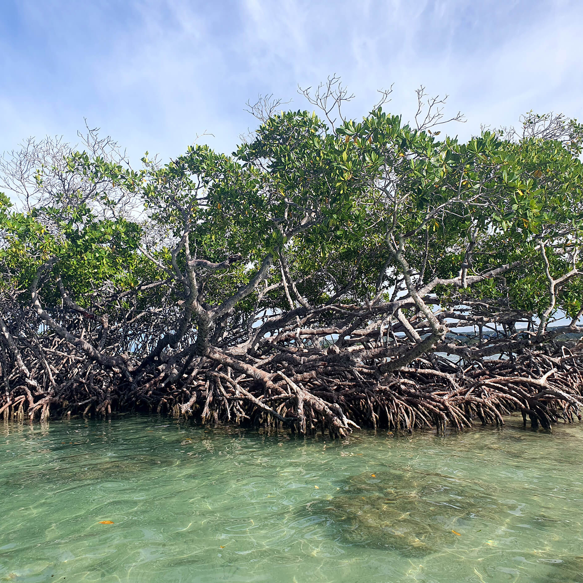 Mangroven