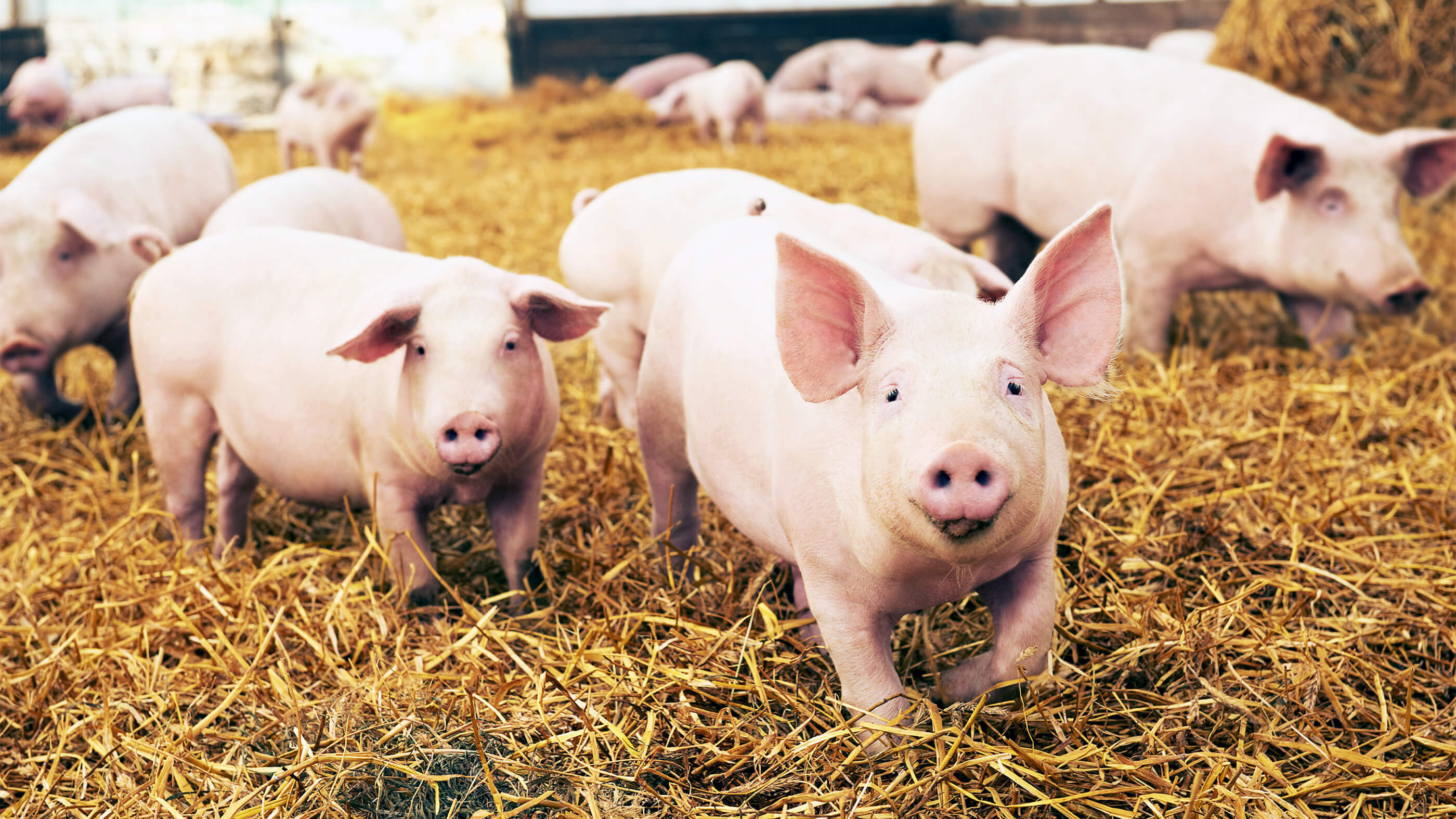 Glückliche Schweinchen im Stroh.