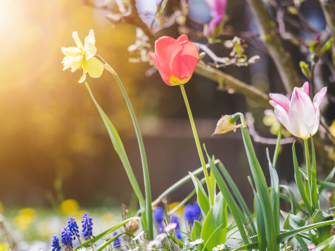 Frühlingsblumen auf einer Wiese