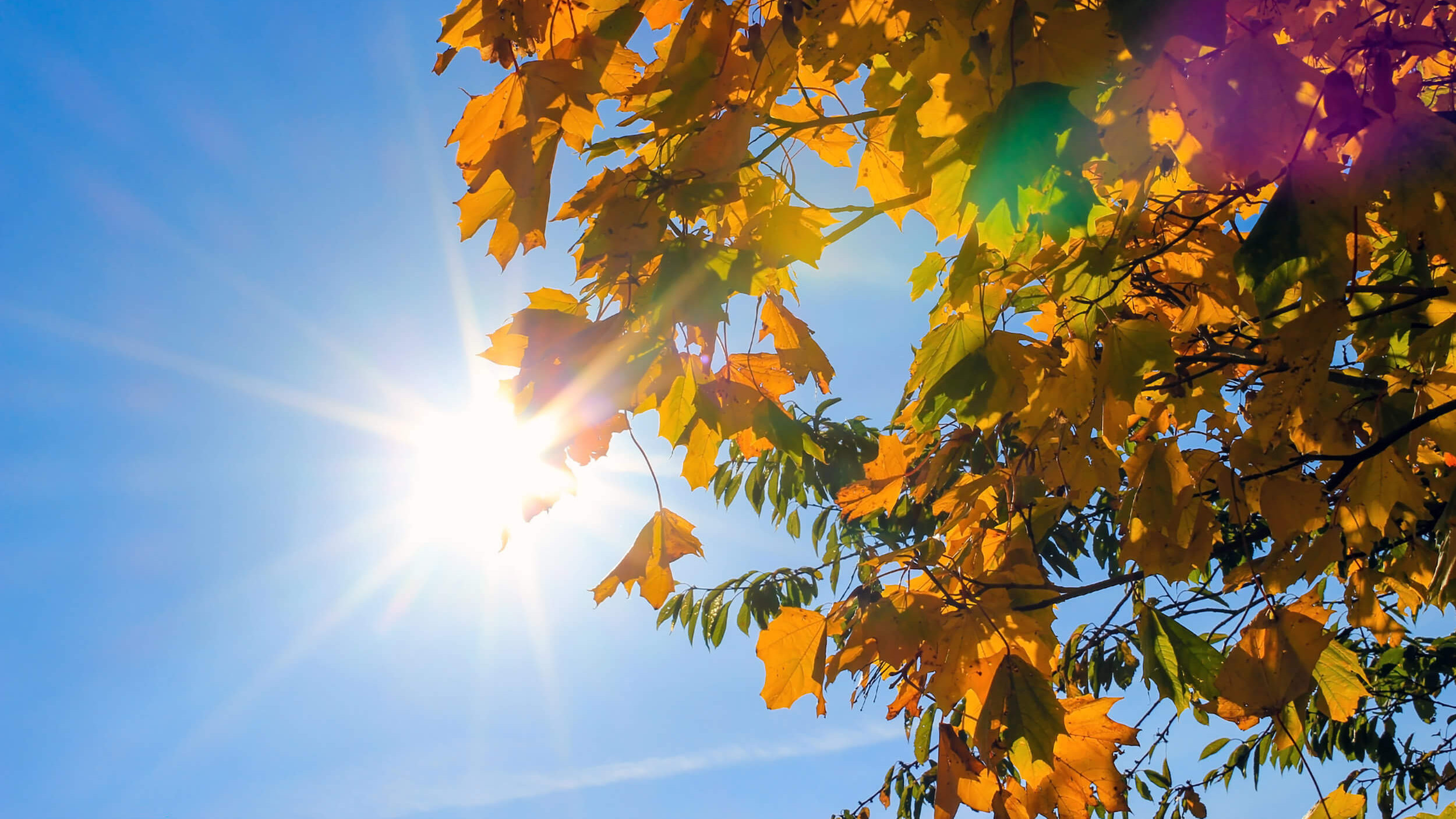 Herbstblätter vor blauem, sonnigen Himmel