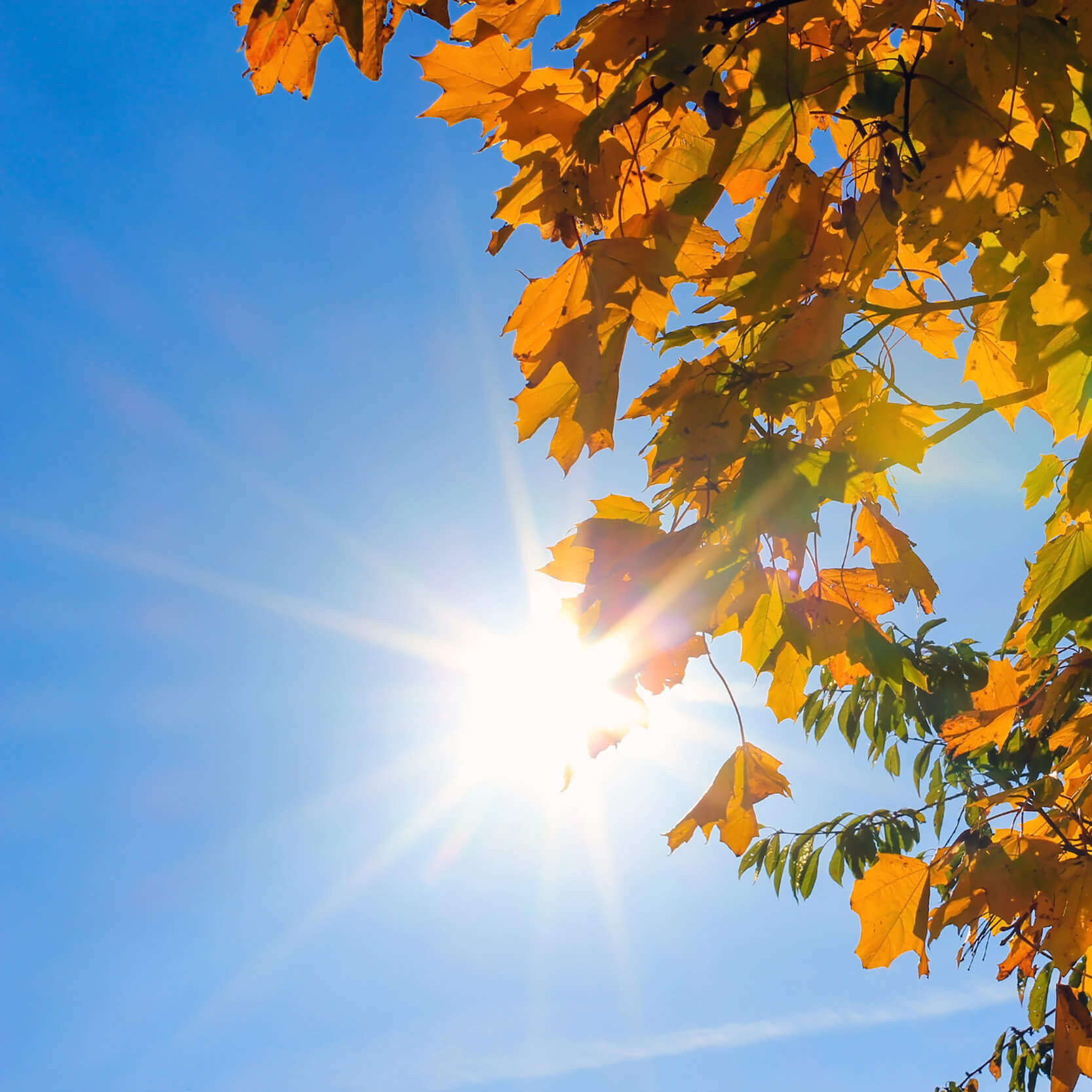 Herbstblätter vor blauem, sonnigen Himmel