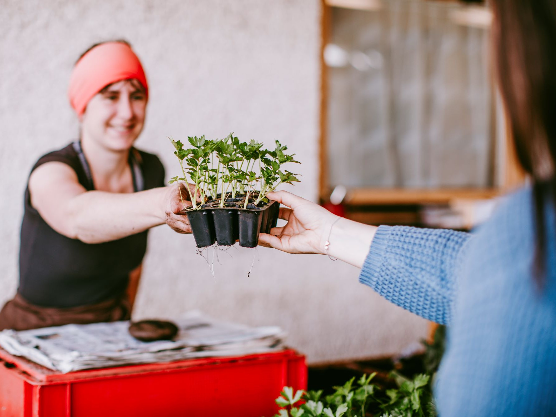 Dame übergibt eine Packung mit einige Pflanzenstecklingen