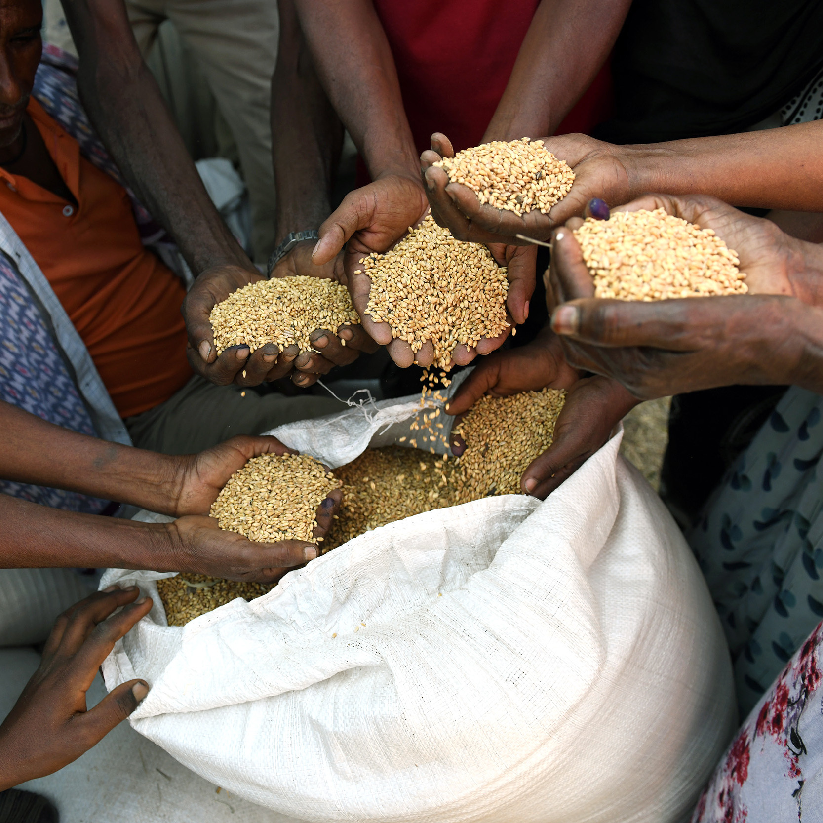 Ein Sack Saatgut und Menschen, die daraus Hände voll Saatgut schöpfen.