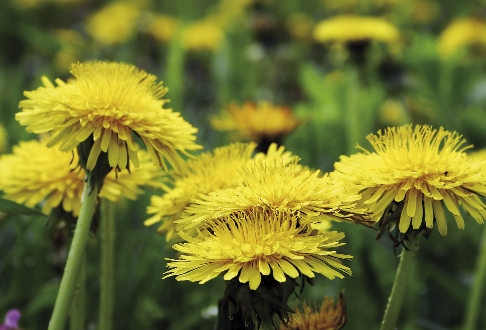 Blumenwiese