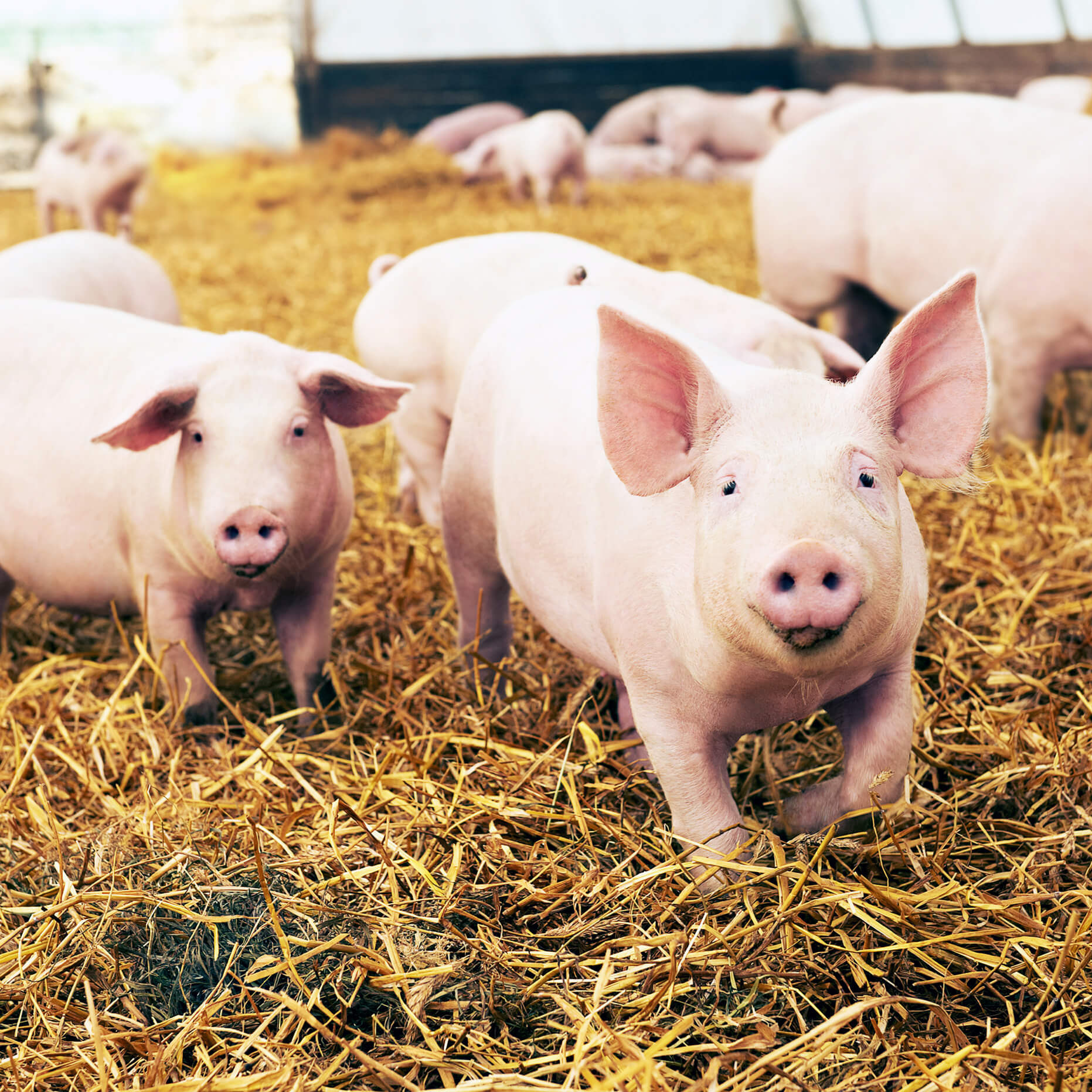 Glückliche Schweinchen im Stroh.