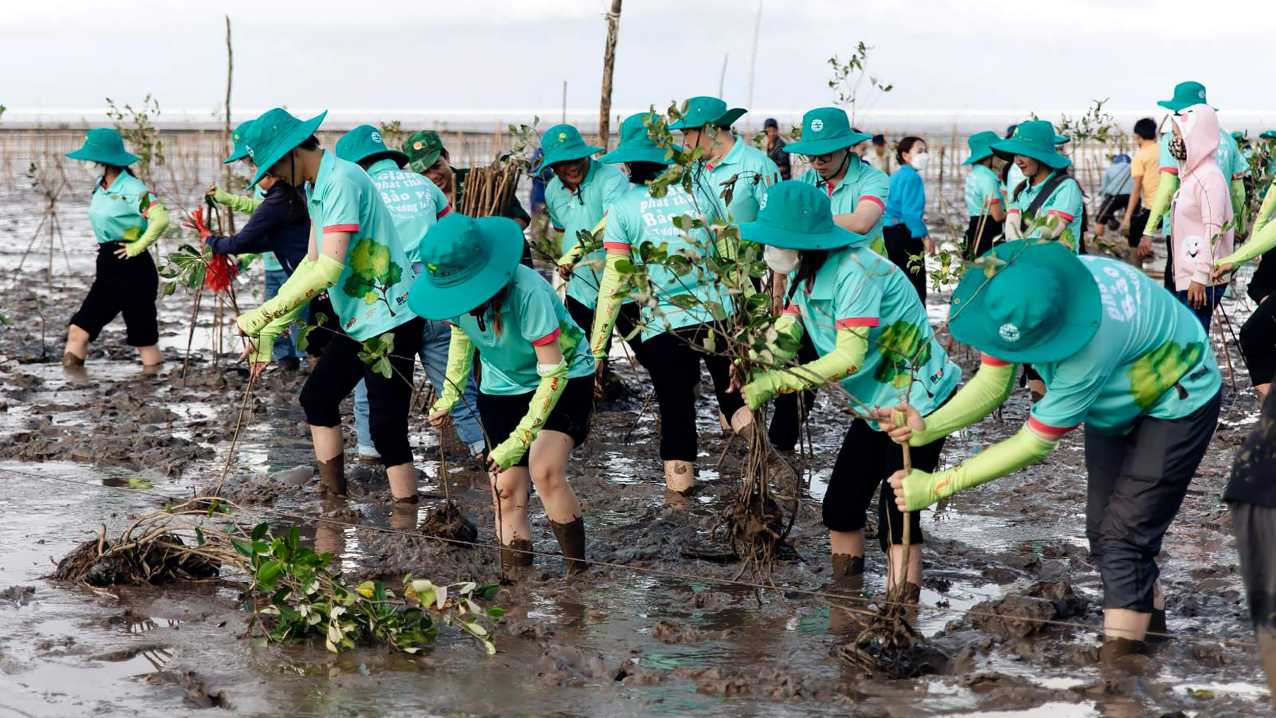 Mangrovenaufforstung in Vietnam.