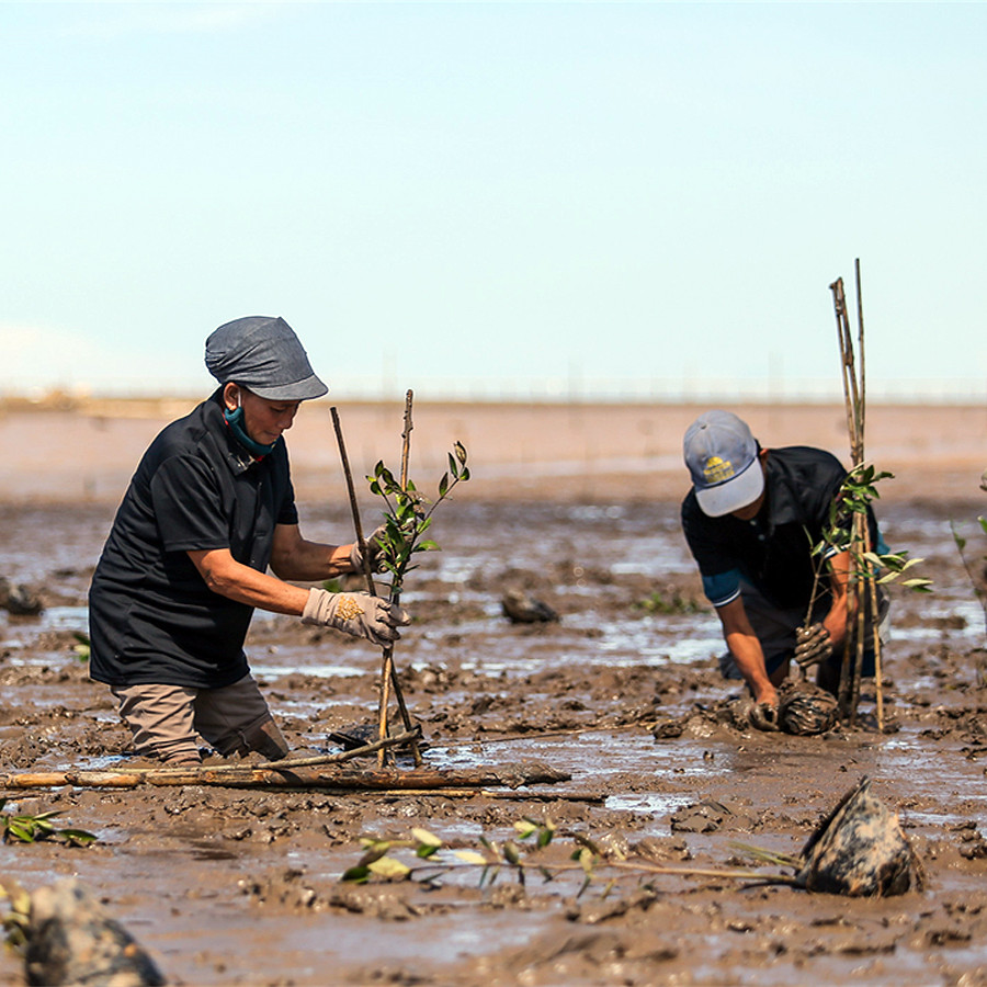 Eine Frau und ein Mann stehen knietief im Schlamm und planzen Mangrovenbäume.